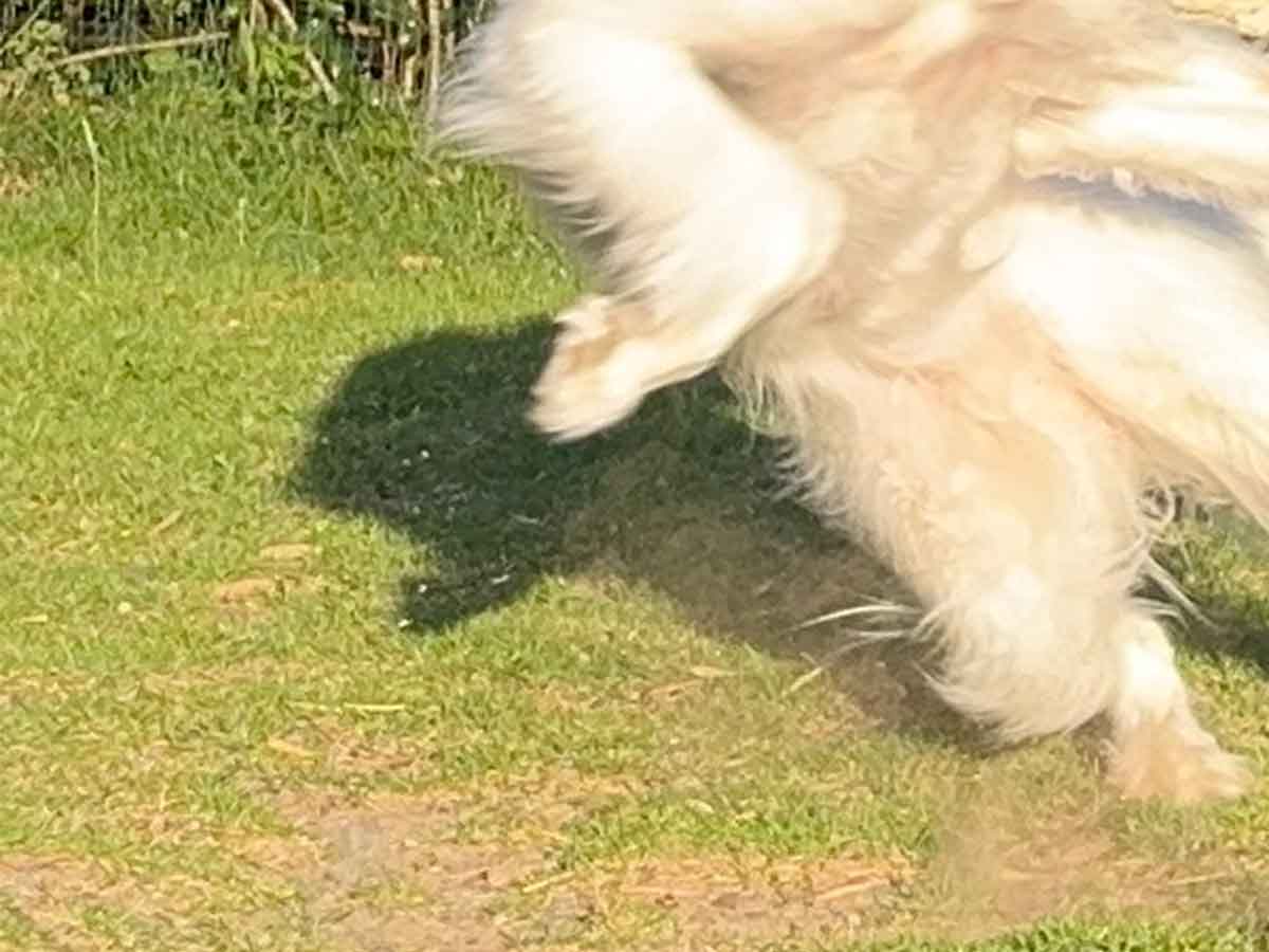 犬
