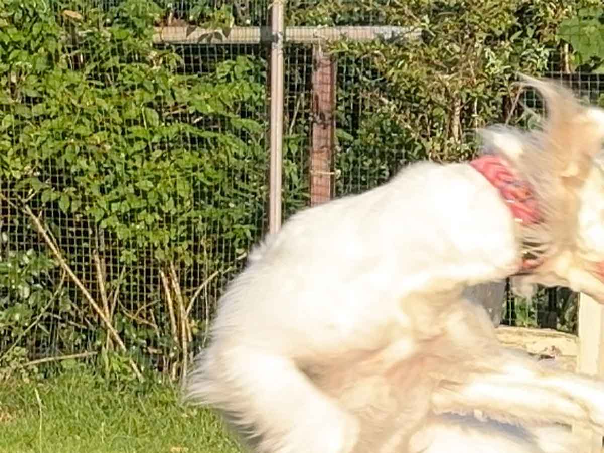 犬