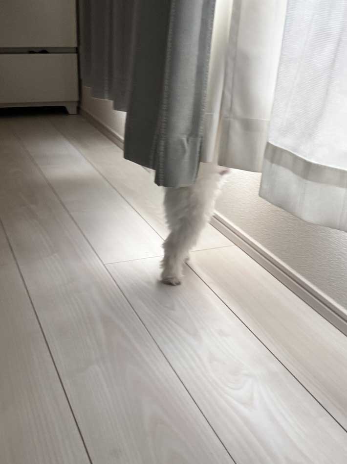 カーテンの裏にいる犬