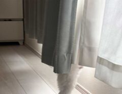 カーテンの奥にいる犬