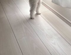 カーテンの奥にいる犬