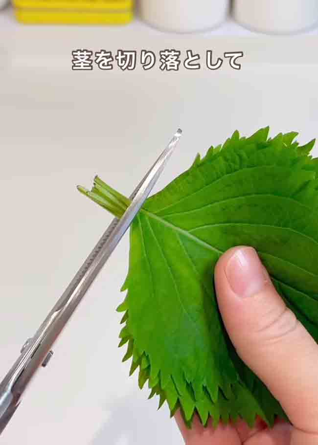大葉