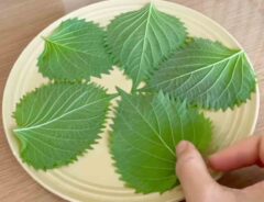 大葉