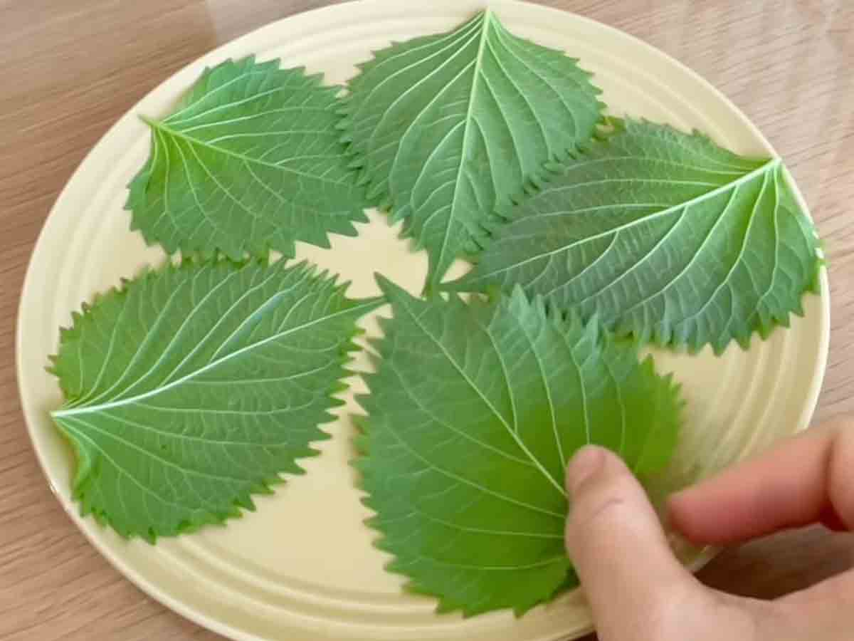 大葉