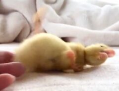 アヒルの写真