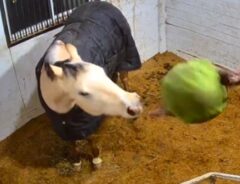 ボールで遊んでいる馬の写真
