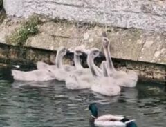 窓の外に集まる白鳥のヒナの写真