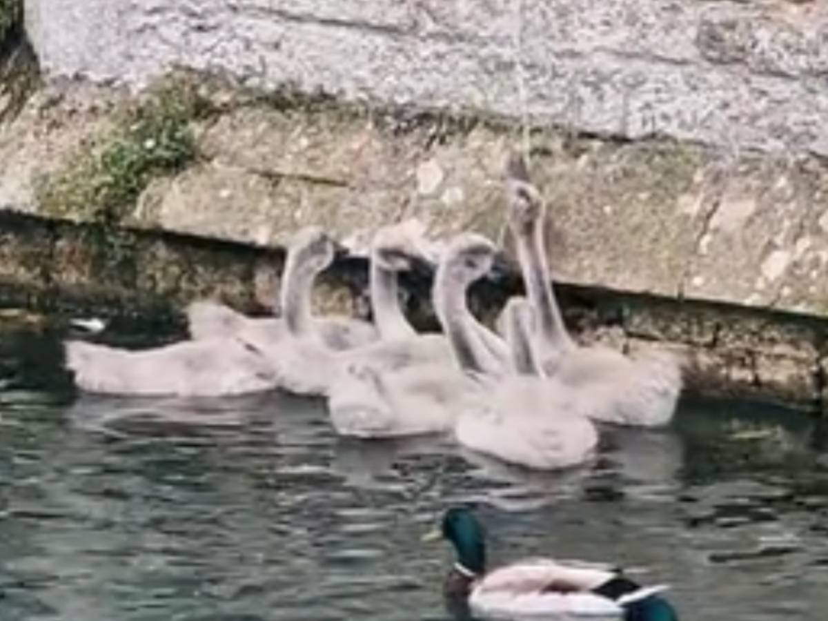 窓の外に集まる白鳥のヒナの写真