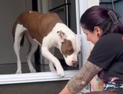 階段を降りる犬