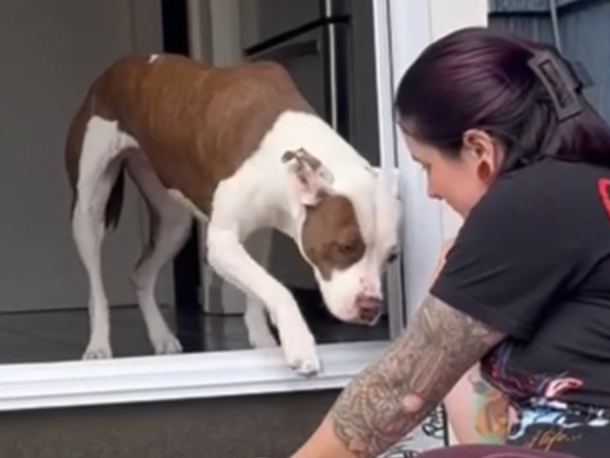 階段を降りる犬