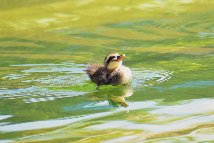 偉そうなカモのヒナ