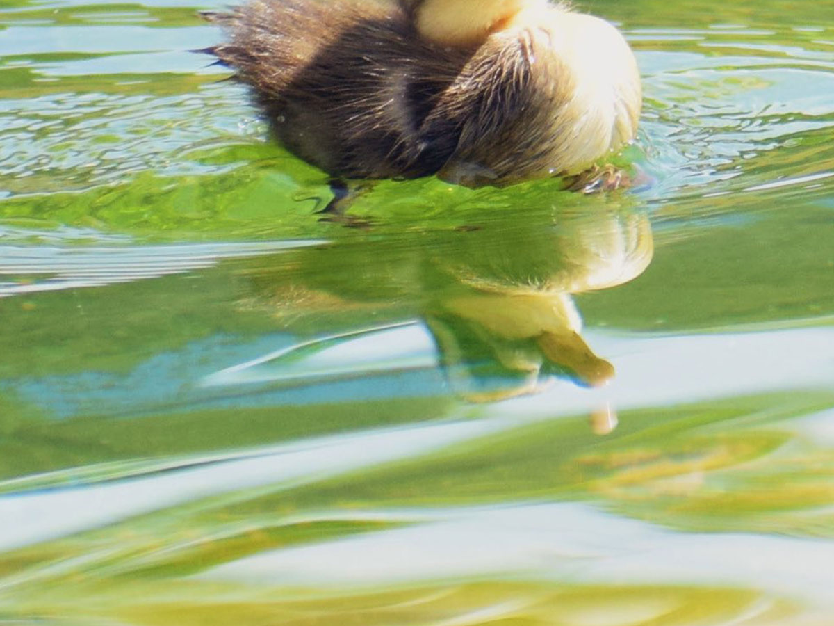 カモのヒナ