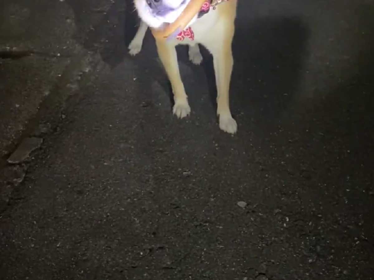 帰りたくない柴犬