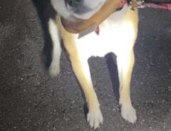 帰りたくない柴犬