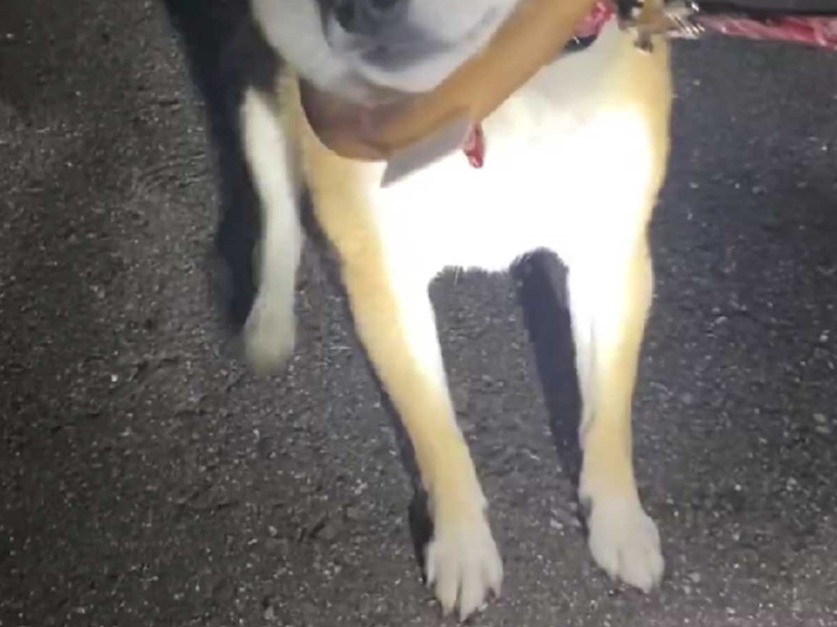 帰りたくない柴犬