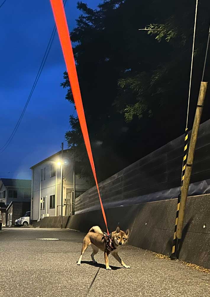 犬の写真