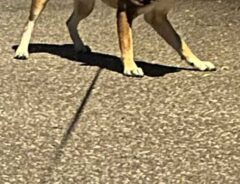 犬の写真