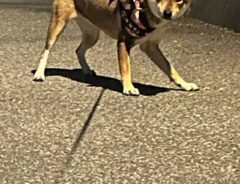 犬の写真
