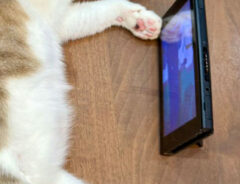 息子と猫の写真