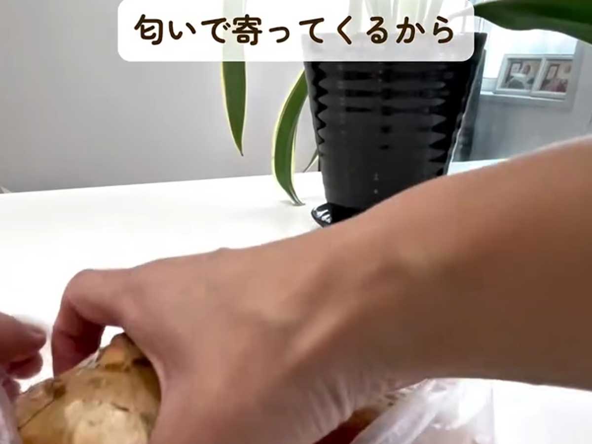 ゴキブリ対策