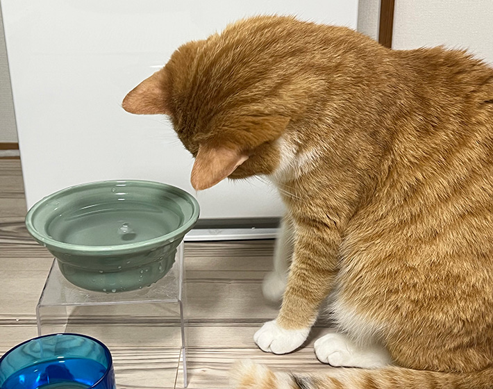 氷を見つめる猫のクウちゃん