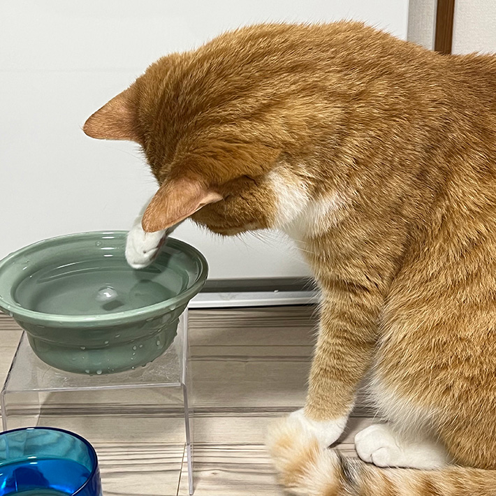 氷を見つめる猫のクウちゃん