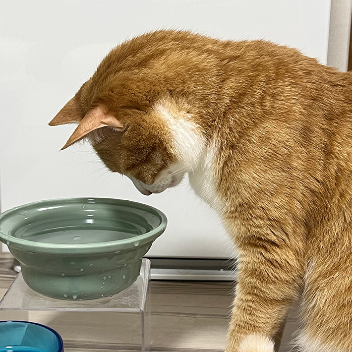 氷を見つめる猫のクウちゃん