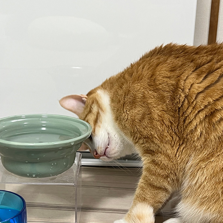 氷を見つめる猫のクウちゃん