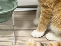 氷を見つめる猫のクウちゃん