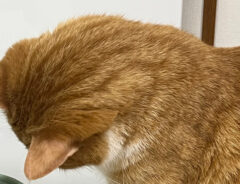 氷を見つめる猫のクウちゃん