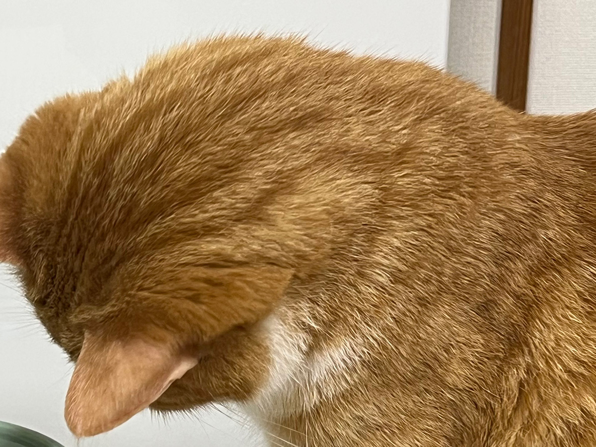 氷を見つめる猫のクウちゃん
