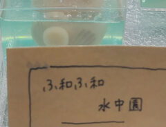 和菓子の写真