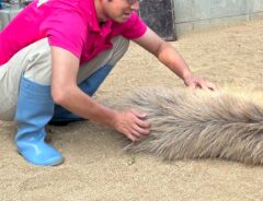 カピバラ