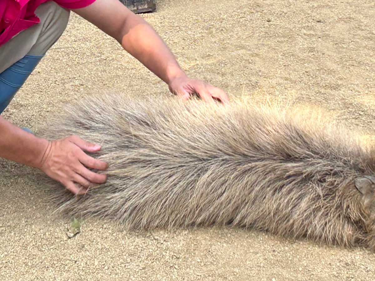 カピバラ