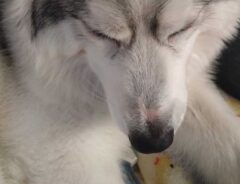 シベリアンハスキー