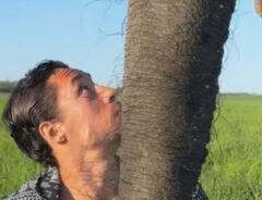 ゾウと男性の写真