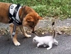 柴犬と猫