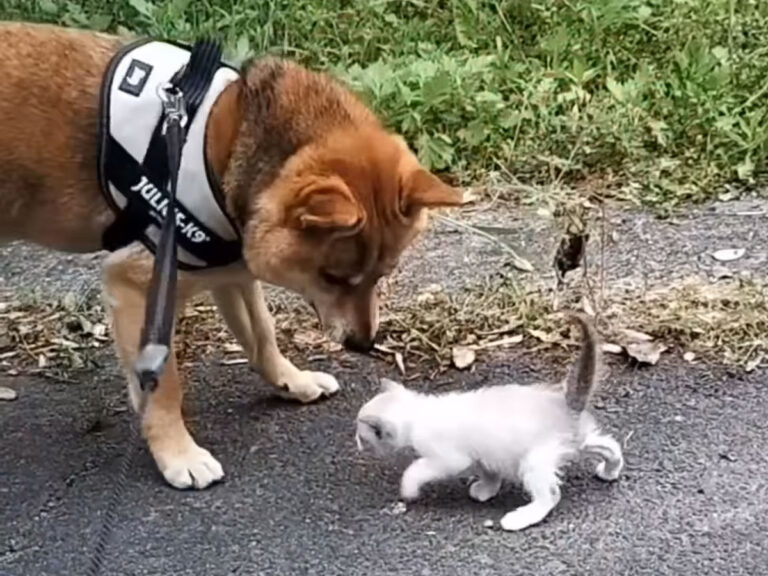 柴犬と猫