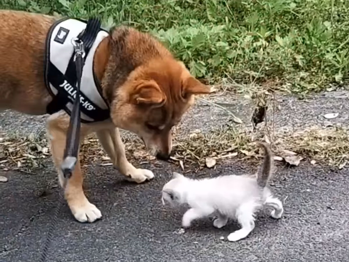 柴犬と猫