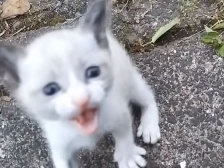 嘘みたいだろ、これで猫なんだぜ」 タヌキ疑惑がかけられた1枚