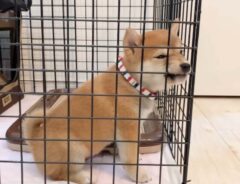mameshiba.cocoroさんの投稿動画