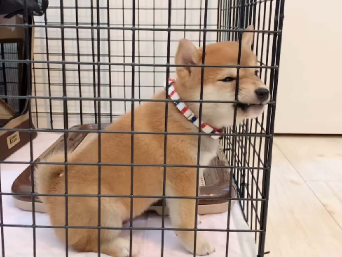mameshiba.cocoroさんの投稿動画