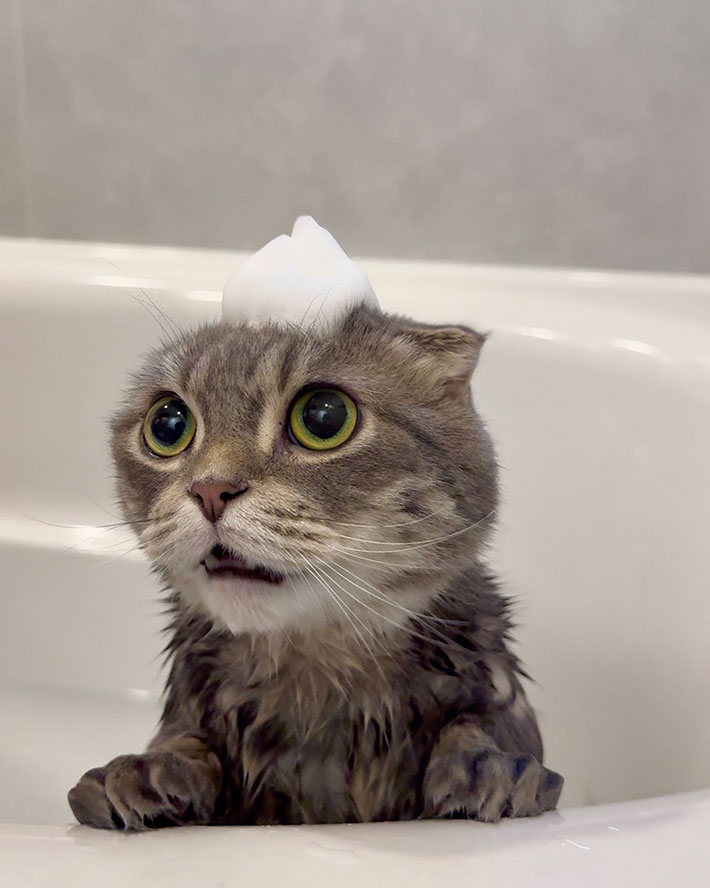 猫の写真
