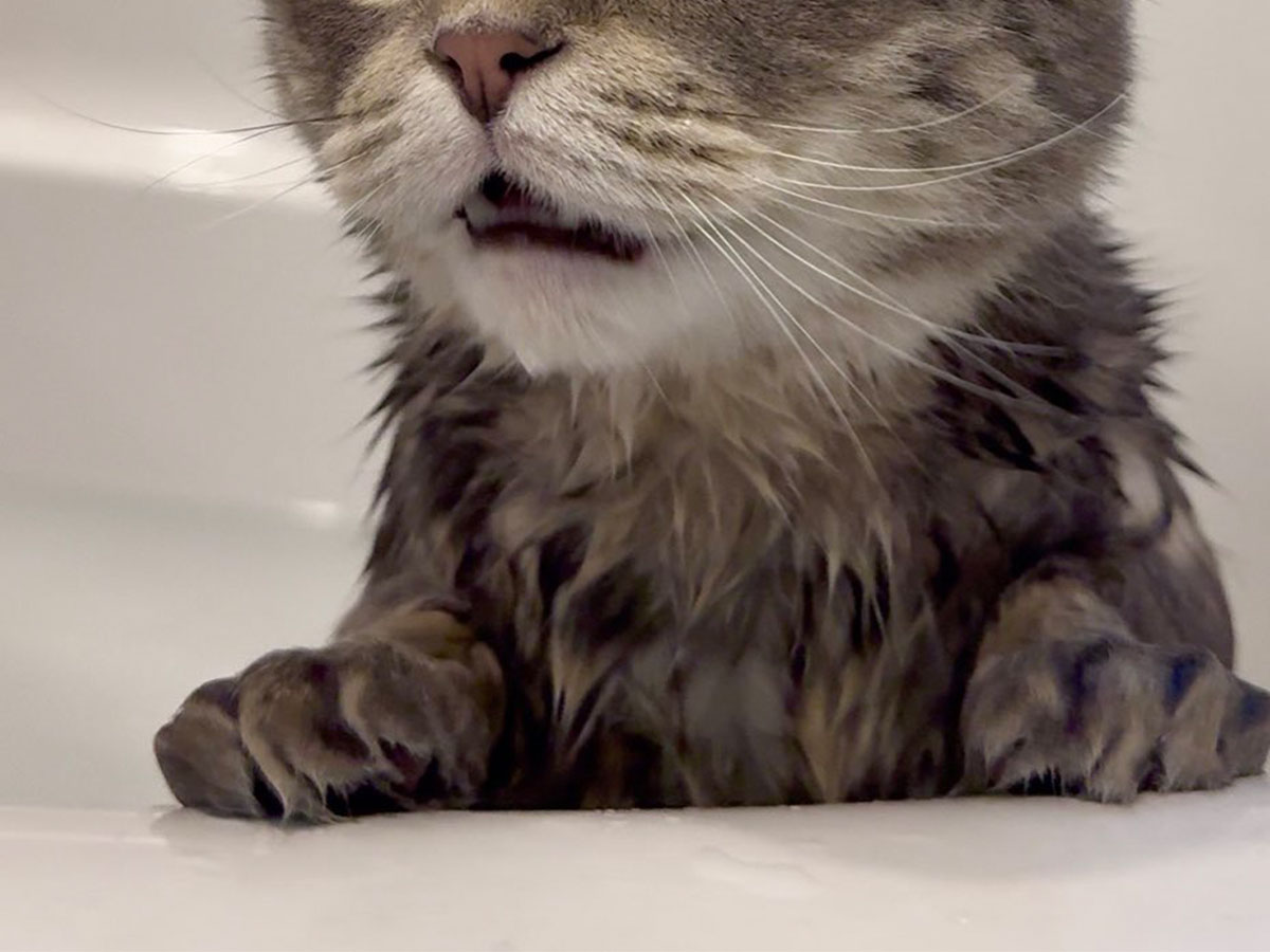 猫の写真
