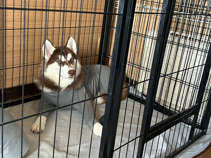 ハスキーの写真