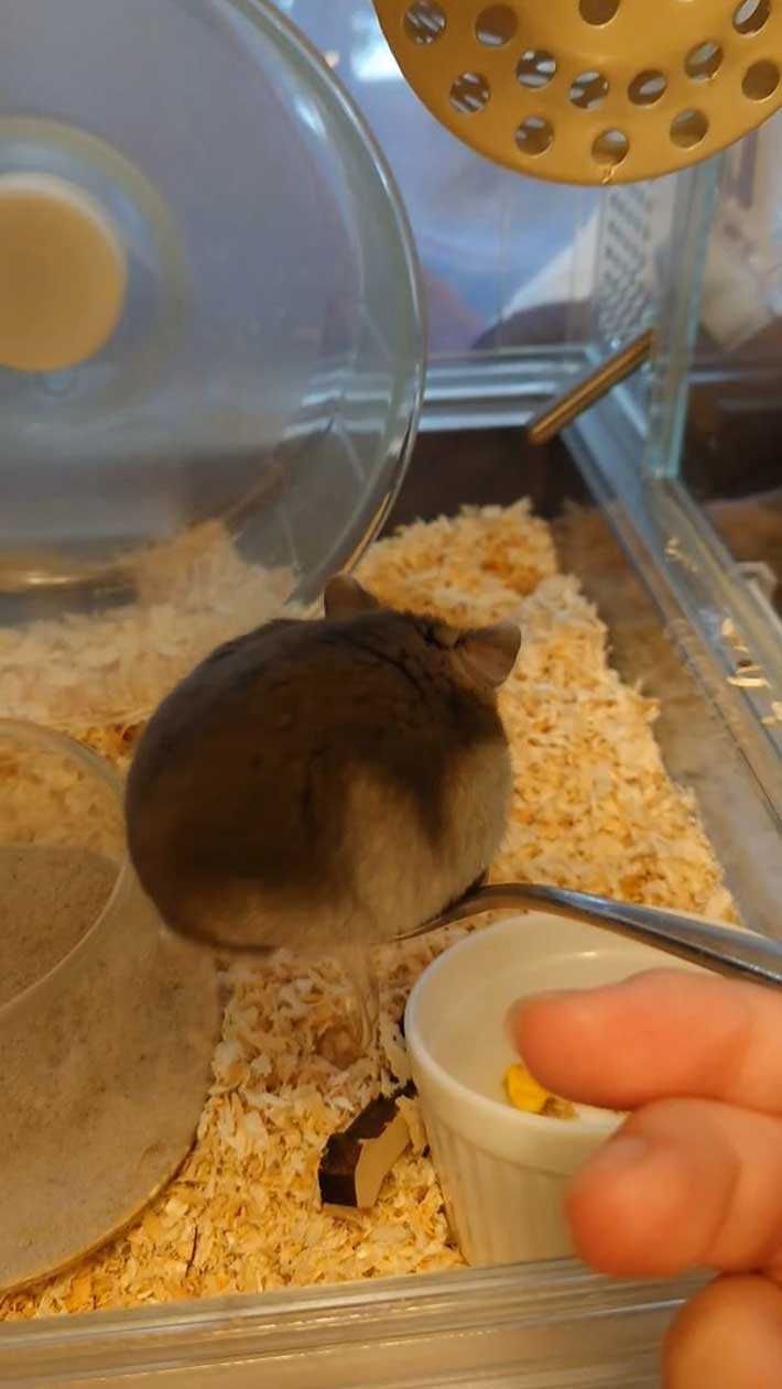 ハムスターの画像