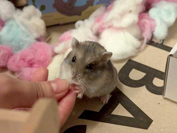ハムスターの画像