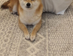 柴犬
