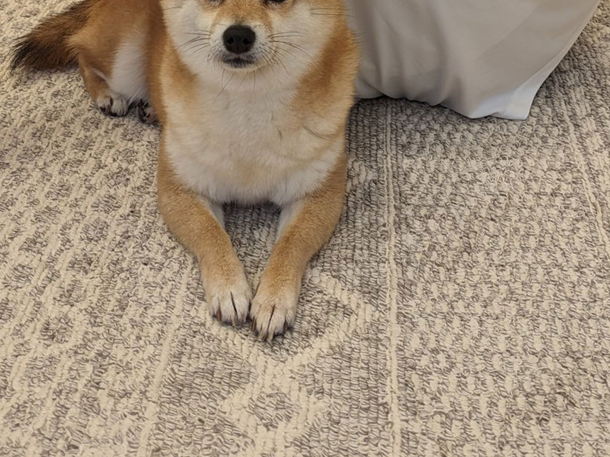 柴犬