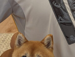 柴犬